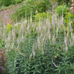 Veronicastrum virginicum Pink Glow