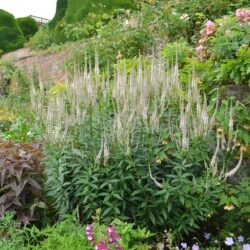 Veronicastrum virginicum Pink Glow