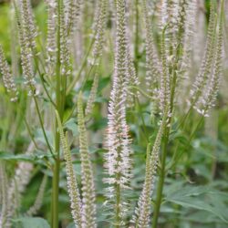 Veronicastrum virginicum Pink Glow