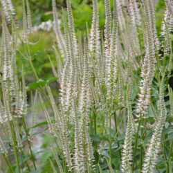 Veronicastrum virginicum Pink Glow