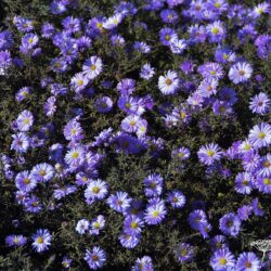 Aster dumosus Lady in Blue