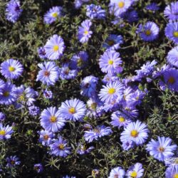 Aster dumosus Lady in Blue