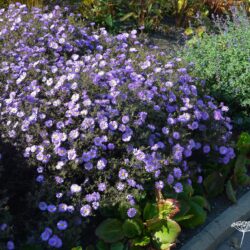 Aster dumosus Lady in Blue