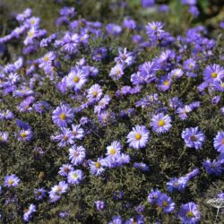 Aster dumosus Lady in Blue