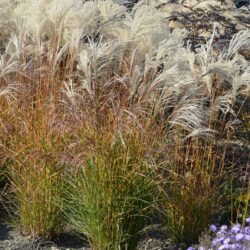 Miscanthus sinensis Kleine Fontane