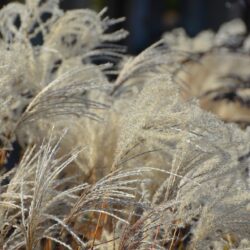 Miscanthus sinensis Kleine Fontane