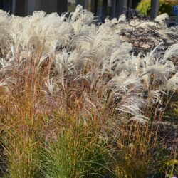 Miscanthus sinensis Kleine Fontane