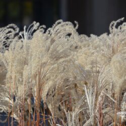 Miscanthus sinensis Kleine Fontane