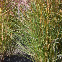 Miscanthus sinensis Kleine Fontane