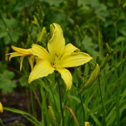 Hemerocallis Atlas