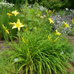 Hemerocallis Atlas