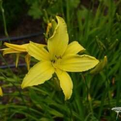 Hemerocallis Atlas