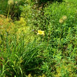 Hemerocallis Green Flutter