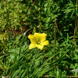 Hemerocallis Green Flutter