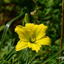 Hemerocallis Green Flutter