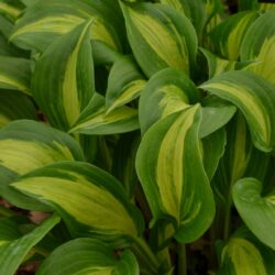 Hosta Geisha