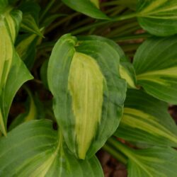 Hosta Geisha