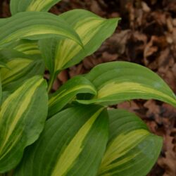 Hosta Geisha