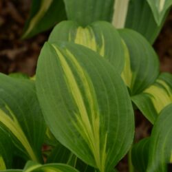 Hosta Geisha