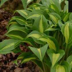 Hosta Geisha