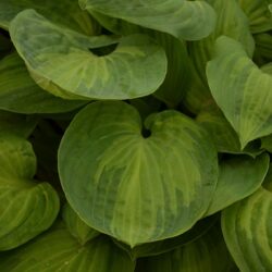 Hosta Julie Morss