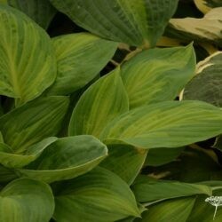 Hosta Julie Morss