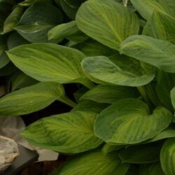 Hosta Julie Morss