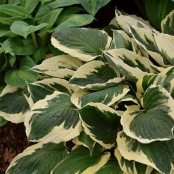 Hosta Minuteman