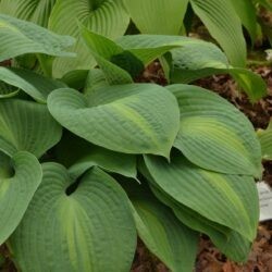 Hosta Saint Paul