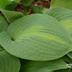 Hosta Saint Paul