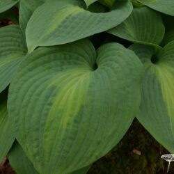 Hosta Saint Paul