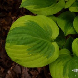 Hosta Summer Breeze