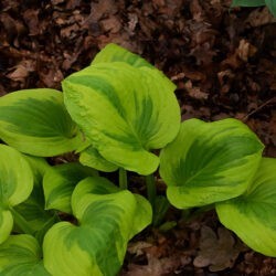 Hosta Summer Breeze