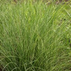 Miscanthus sinensis Morning Light