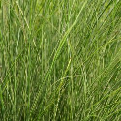 Miscanthus sinensis Morning Light