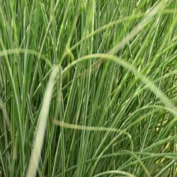 Miscanthus sinensis Morning Light