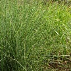 Miscanthus sinensis Morning Light