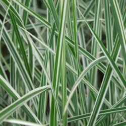 Miscanthus sinensis Morning Light