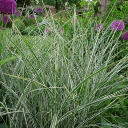 Miscanthus sinensis Morning Light