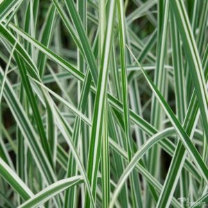 Miscanthus sinensis Morning Light