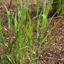 Panicum virgatum Badlands