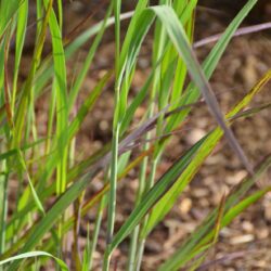 Panicum virgatum Badlands