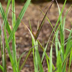 Panicum virgatum Badlands