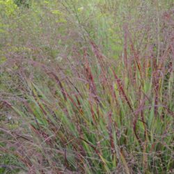 Panicum virgatum Külsenmoor