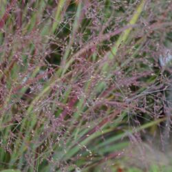 Panicum virgatum Külsenmoor