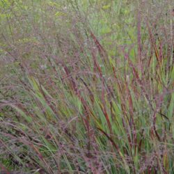 Panicum virgatum Külsenmoor