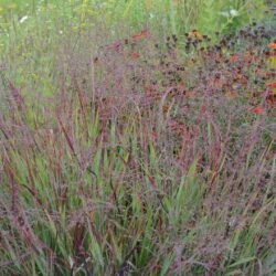 Panicum virgatum Külsenmoor