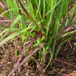 Panicum virgatum Külsenmoor