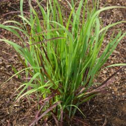 Panicum virgatum Külsenmoor