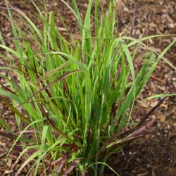 Panicum virgatum Külsenmoor